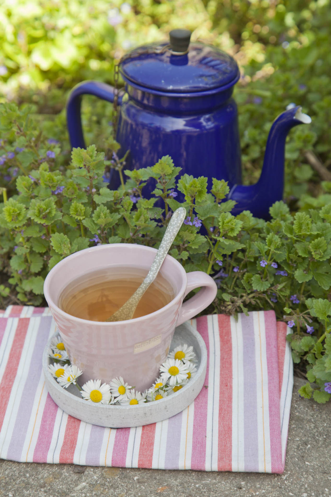 Kräutertee mit Gänseblümchen