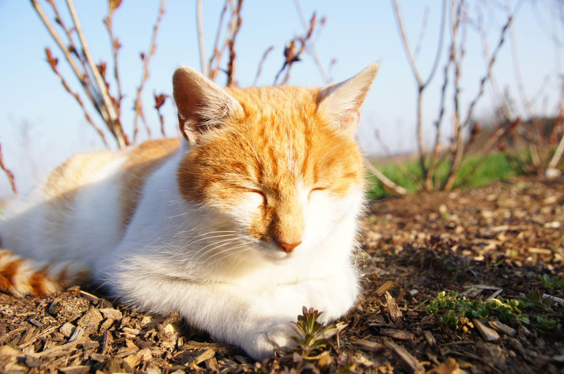 Orange Katze draußen am schlafen