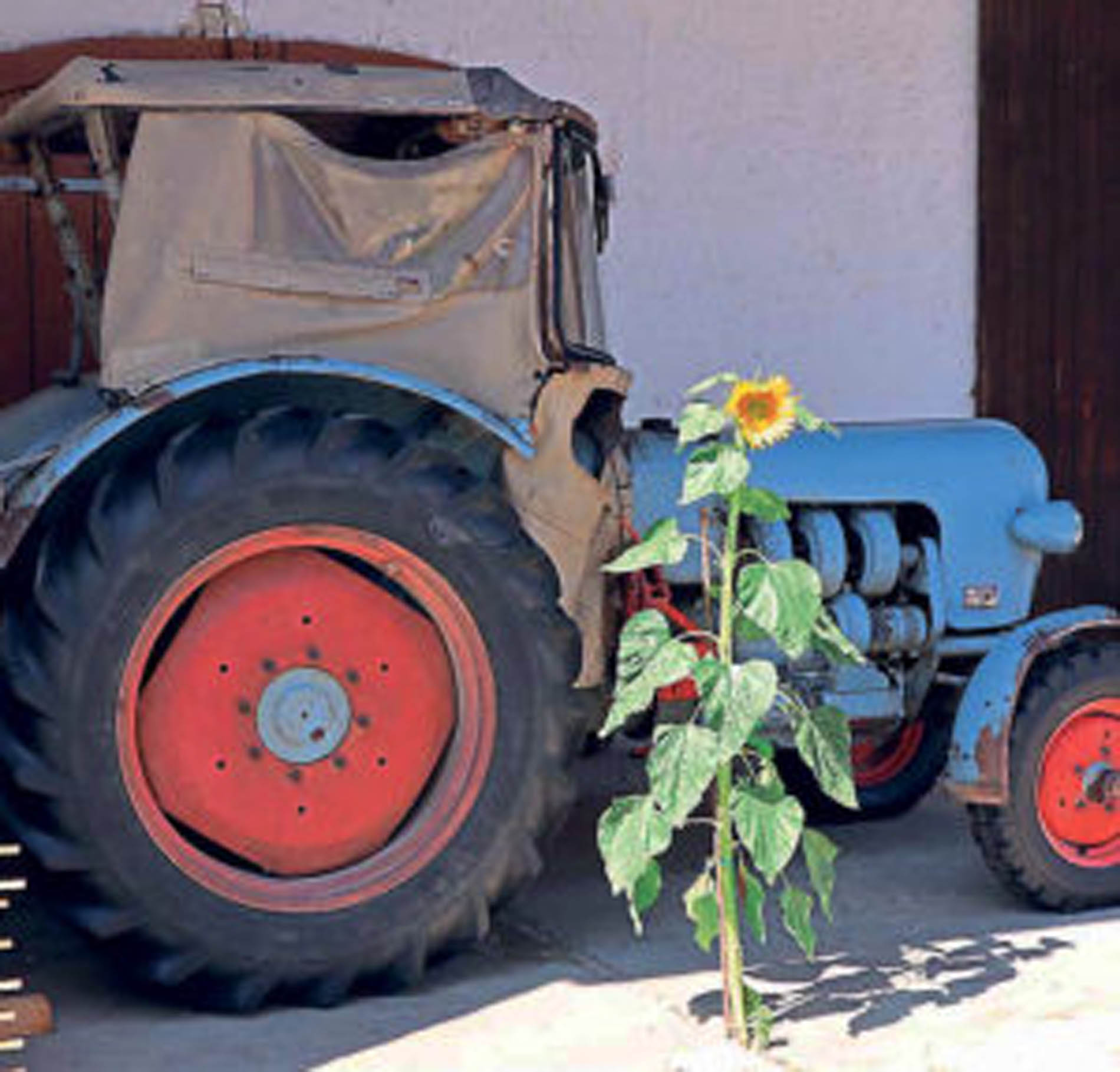 Traktor mit Sonnenblume