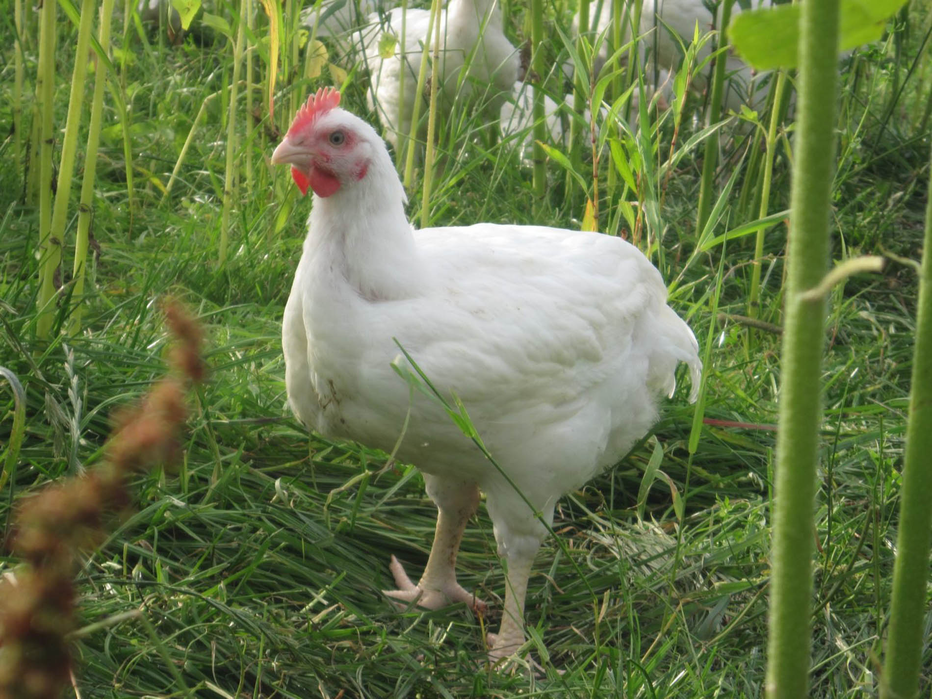 Hähnchen auf der Wiese