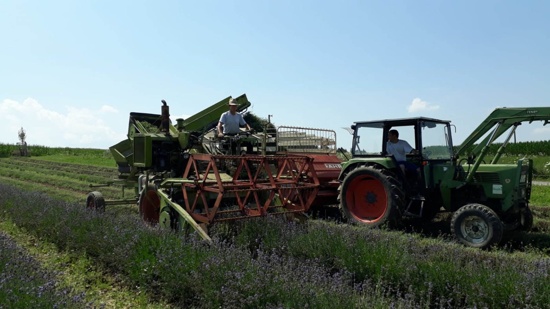 Traktor im Lavendelfeld