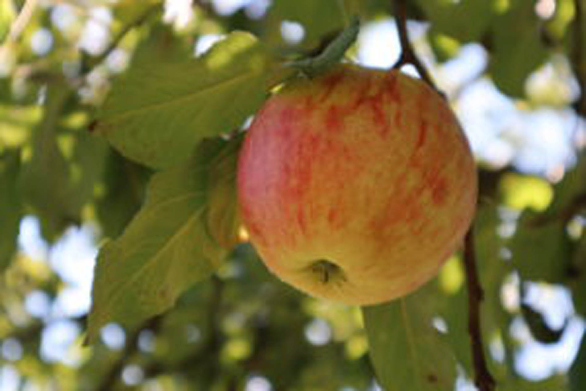Apfel hängt am Baum