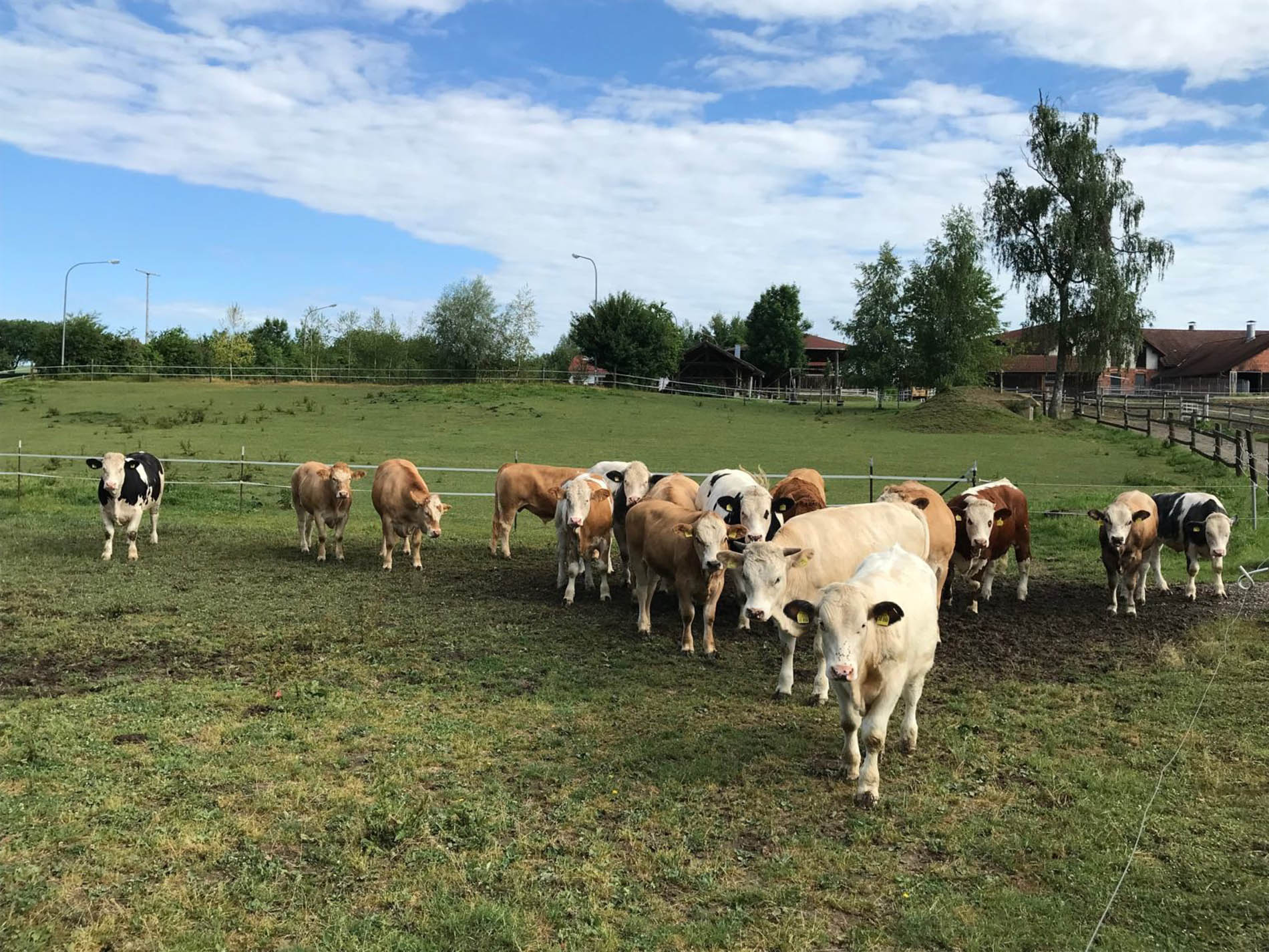 Ochsen auf der freien Wiese