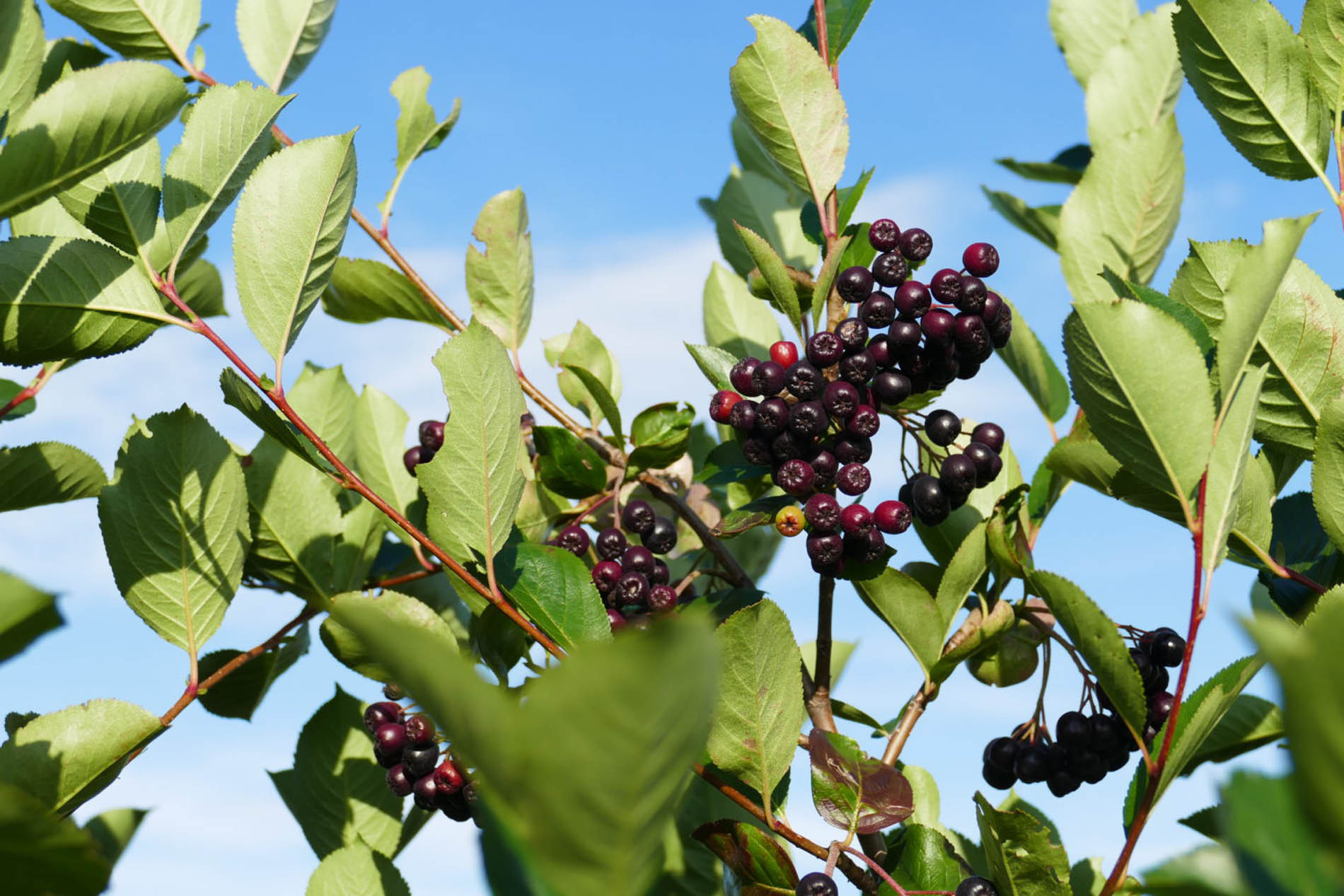 Beeren im Strauch