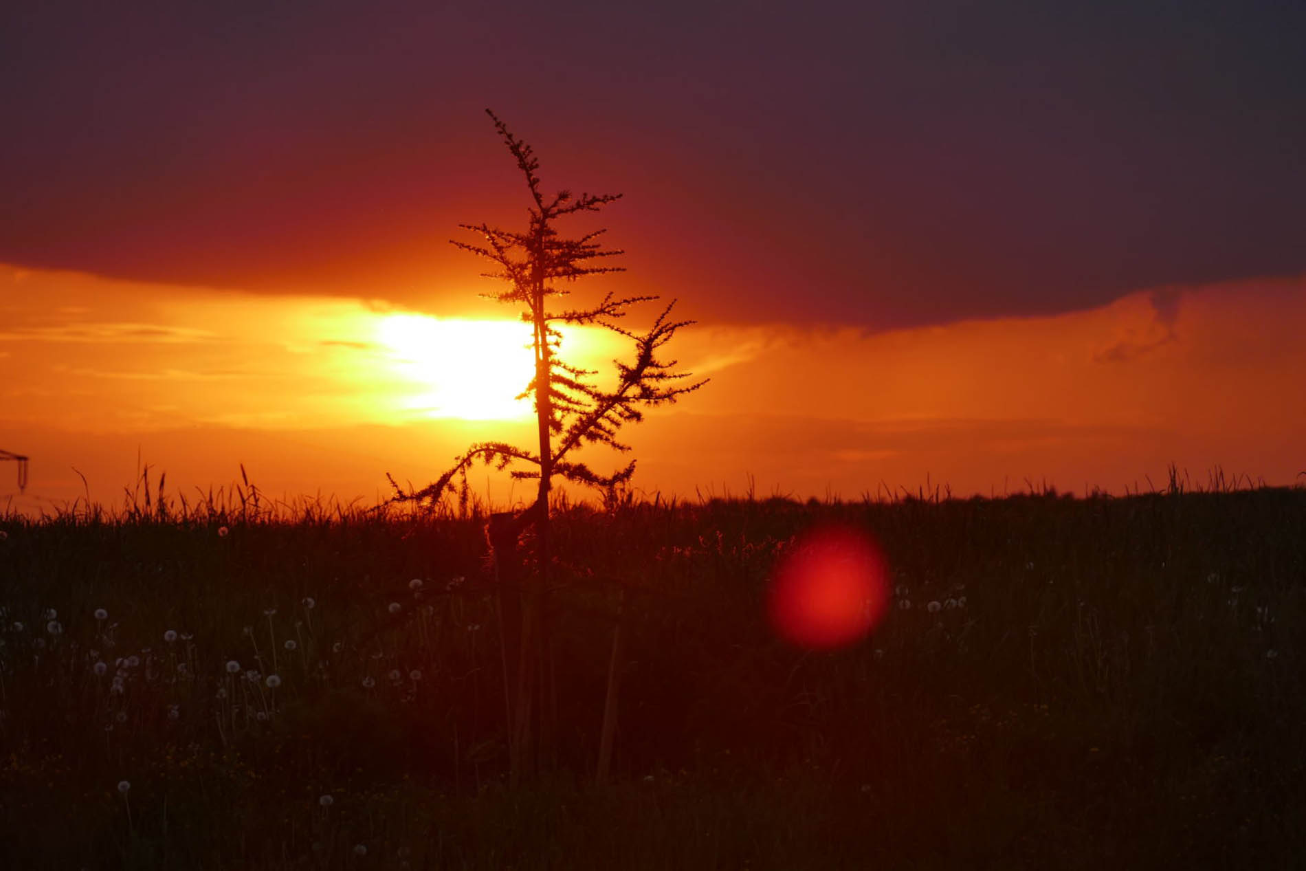 Sonnenuntergang im Feld