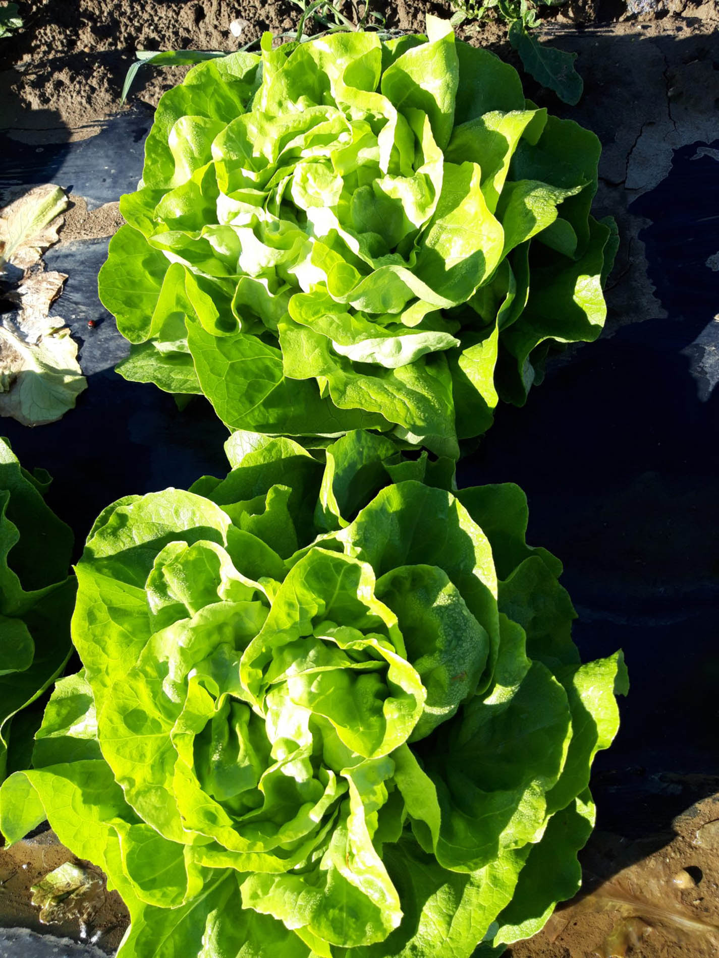 Salatköpfe im Feld