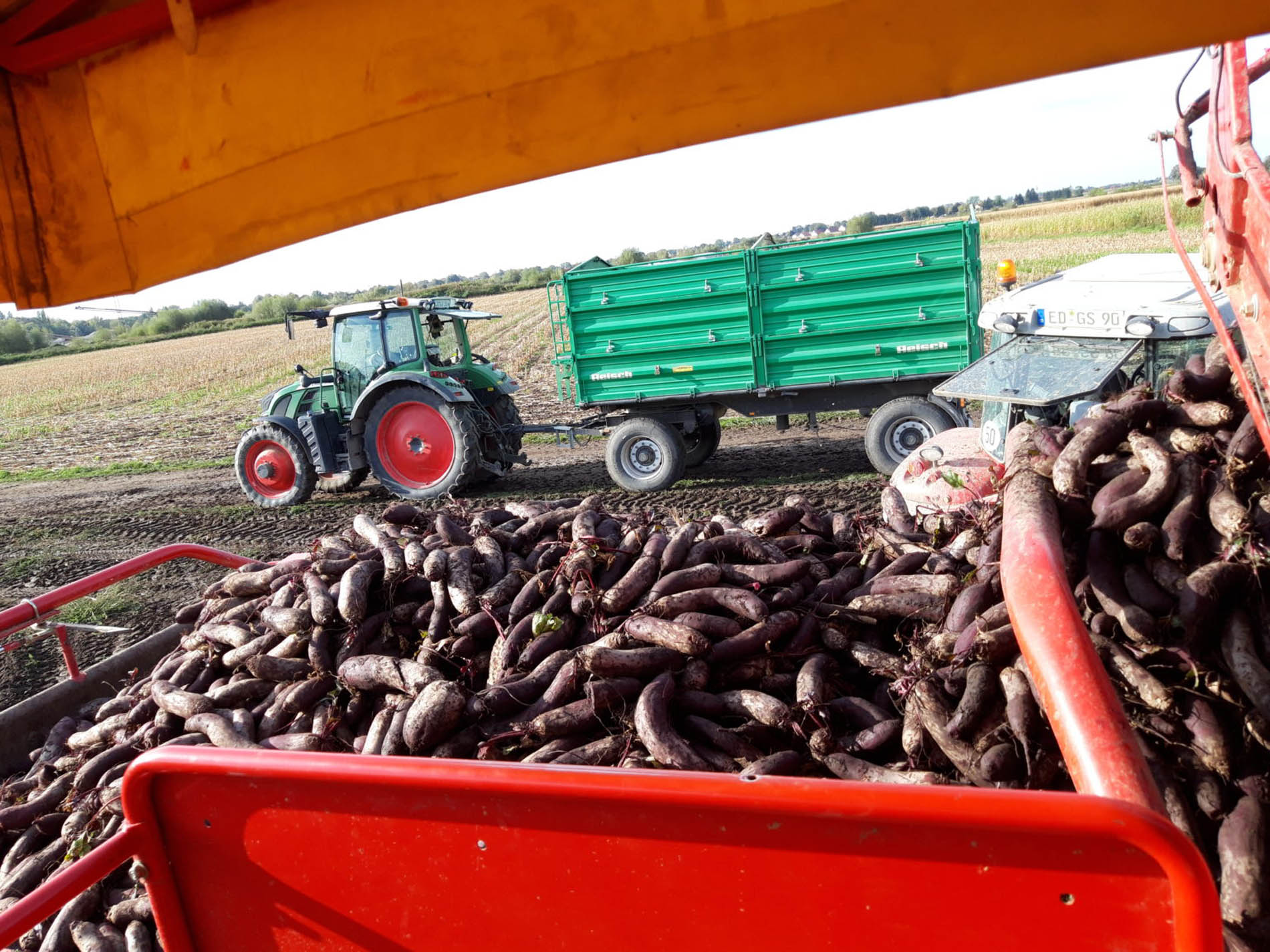 rote Rüben auf Traktor