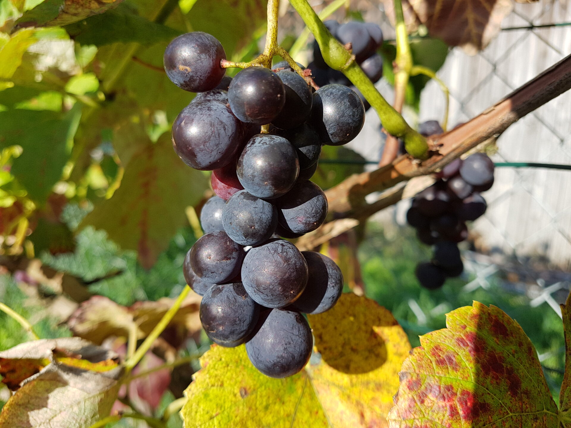 Weintrauben