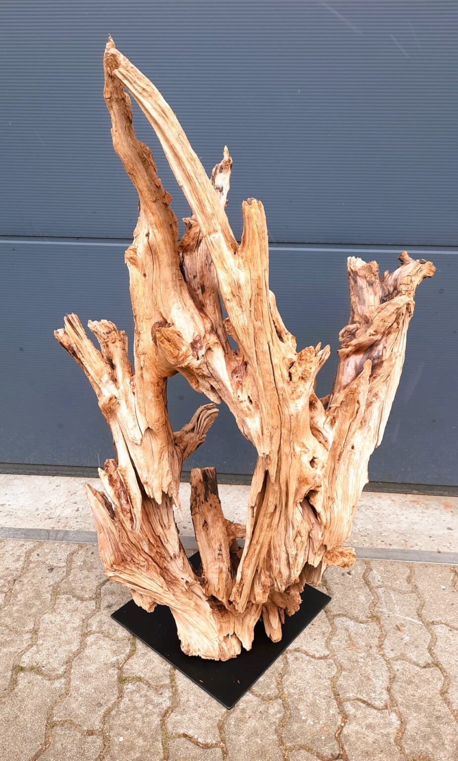 Naturwurzel
